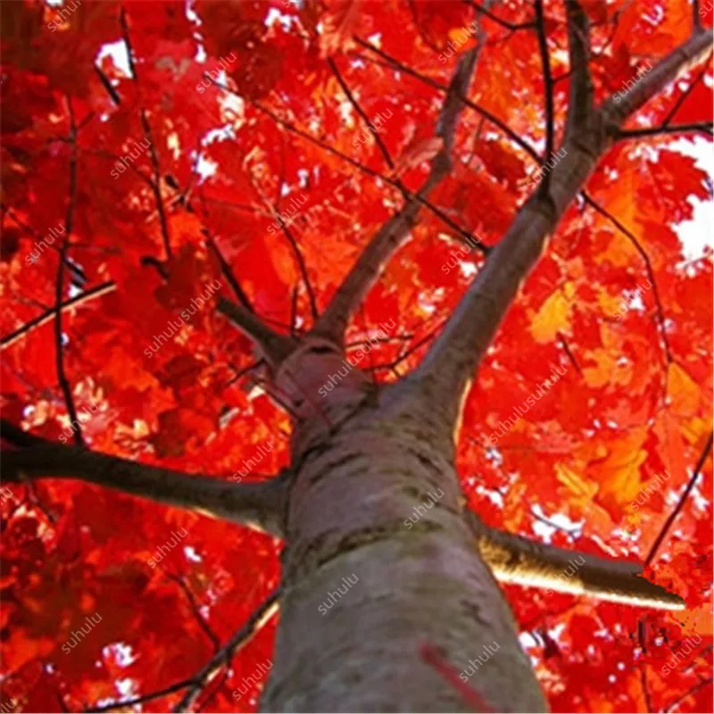 10 шт. американский красный дубовый бонсай Quercus семена пиона древесные растения украшение двора для дома Садовая посадка, легко растить