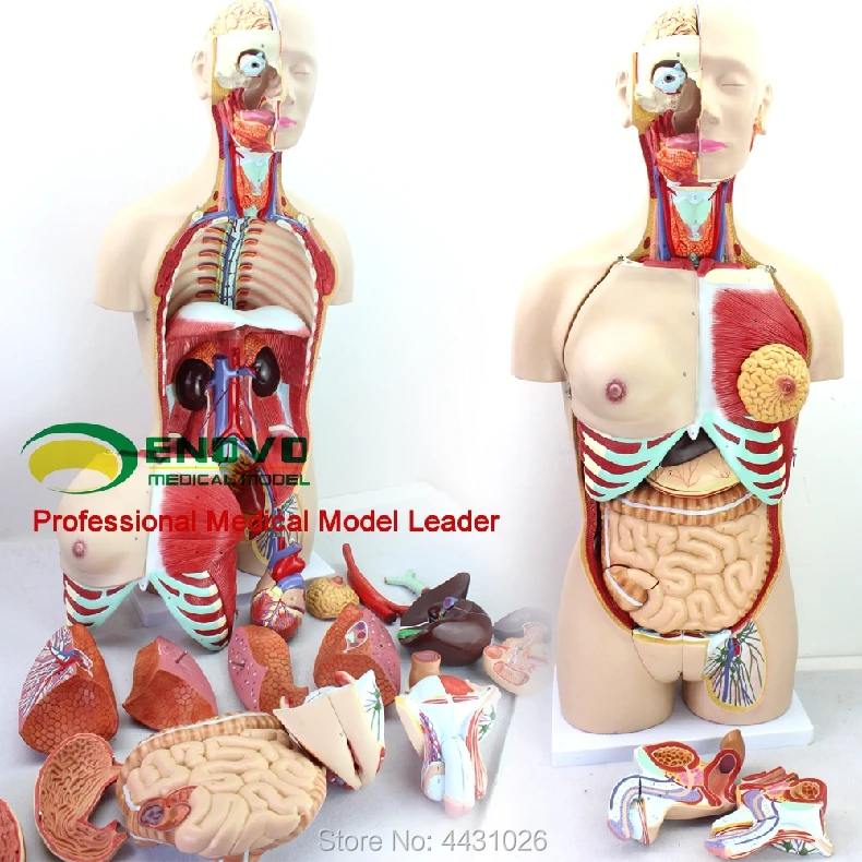 

ENOVO Anatomical model of anatomical system of 85CM human. organ system