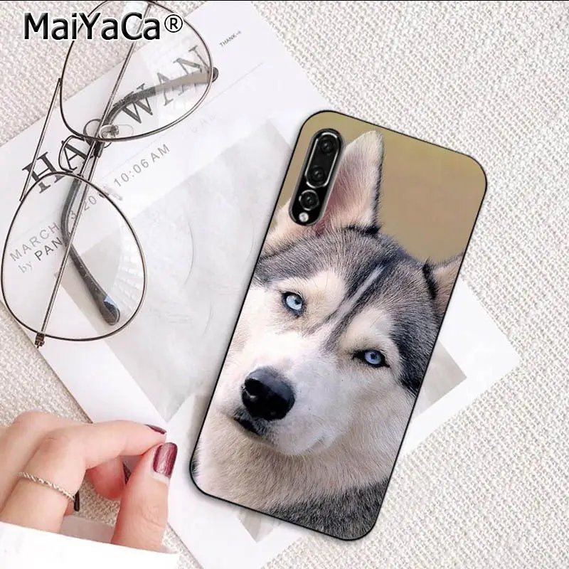 Cute Dog Husky