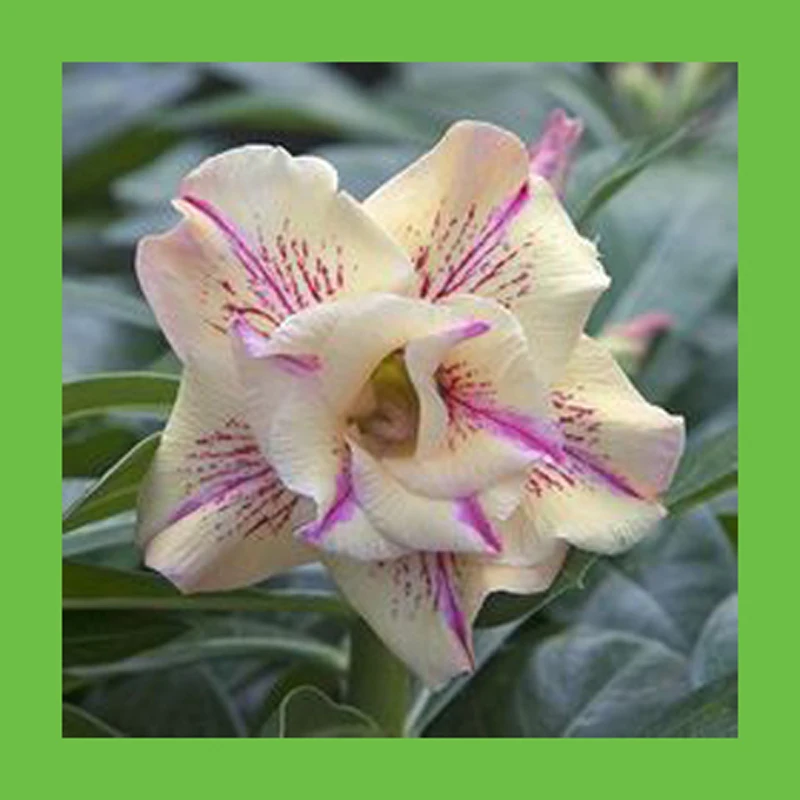 

With purple petals unique white lines desert rose petal flowers Potted Home Garden Flowers Bonsai Plants Adenium Obesum 1 PCS