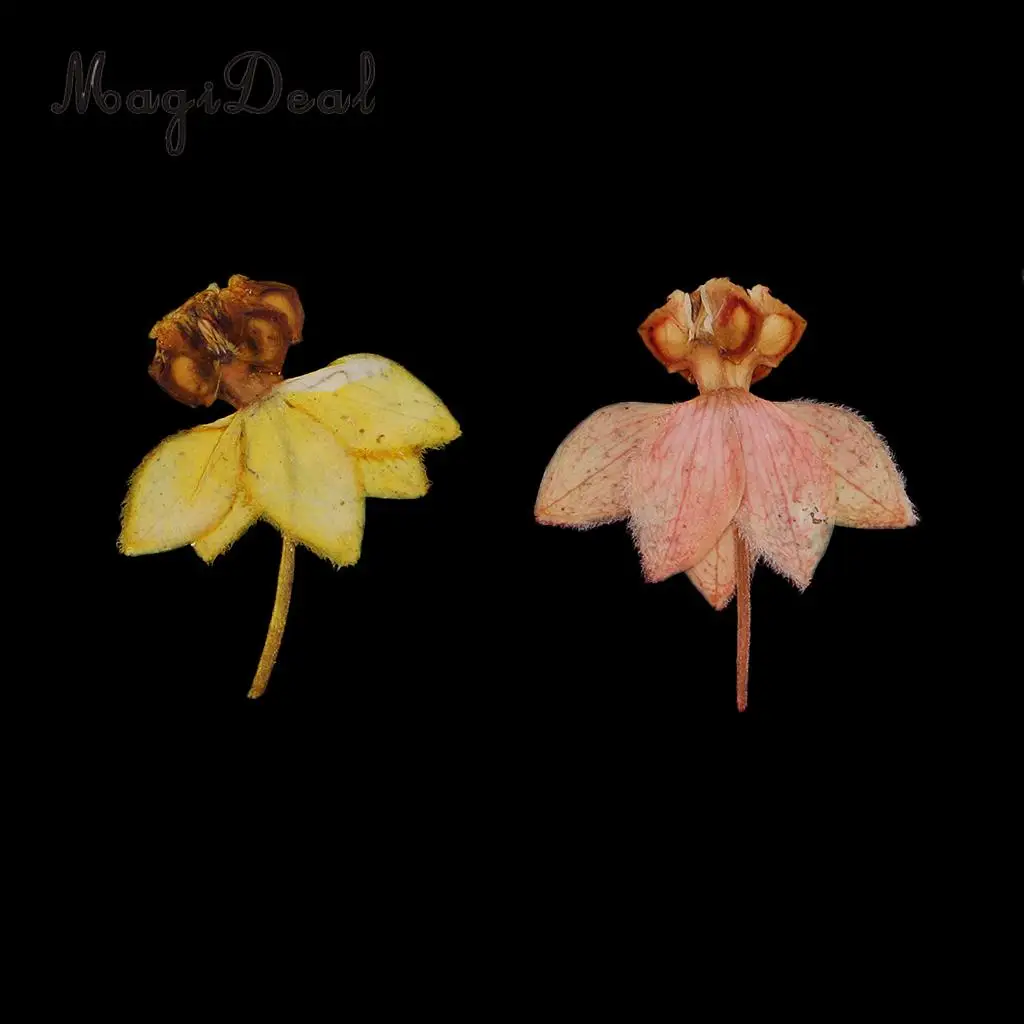 20pcs Beautiful Dancing-Doll Orchid Real Pressed Flower Dried Flowers for Art Craft Scrapbooking Resin Jewelry Making Phone Case