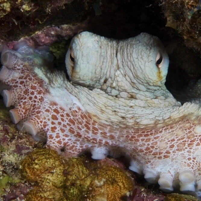 Common Octopus guards its lair Poster Print (17 x 11)