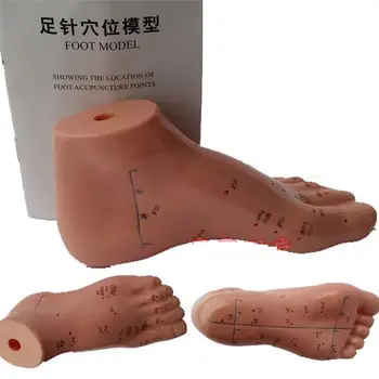 

English Medical Acupuncture Model Foot Acupuncture Points Model (Left Foot) 13cm