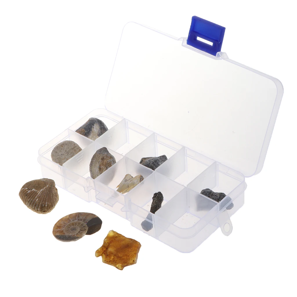 10pcs/set Natural Fossils Specimens Biology Science Kit with a Display Box, Kids Learning Toy Christmas Gift