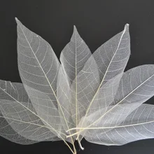 200 шт, натуральный Скелет магнолии, листья, сделай сам, ремесла, изготовление открыток, скрапбукинг в природе, белый цвет, 3 размера