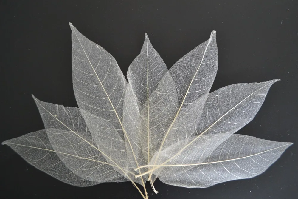 

Free Shipping 200Pcs Natural Magnolia Skeleton Leaf Leaves DIY Crafts Card Making Scrapbooking in Nature White Color in 3 Size