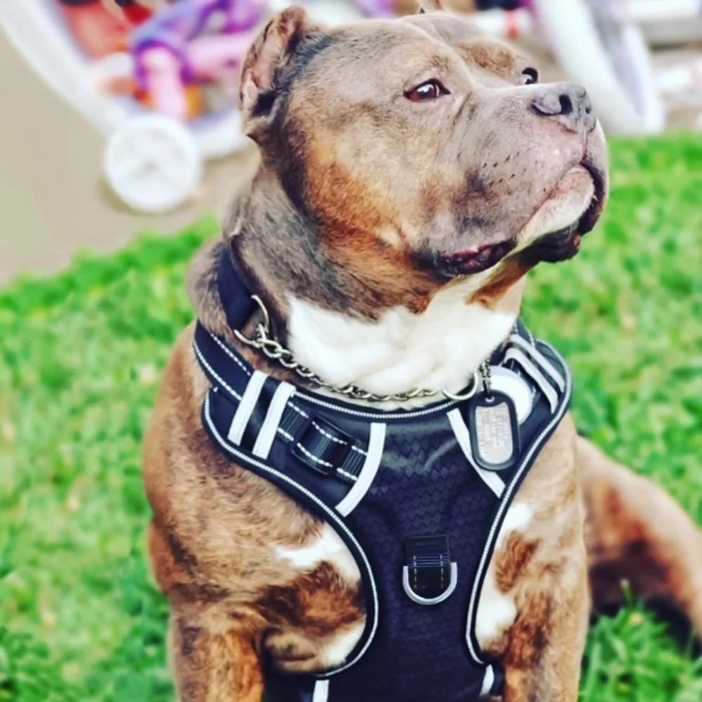

1Pc Portable Nylon Heavy Duty Dog Pet Harness Collar Padded Extra Big Large Medium Small Dog Harnesses vest Husky Dog Supplies
