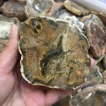 

1pcs natural stones and minerals crystal woodstone fossil tree for home decoration wooden tree fossil