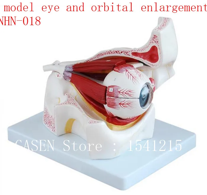 

Anatomical eyes Extraocular muscle model Teaching medicine Eyeball model eye and orbital enlargement model - GASENHN-018