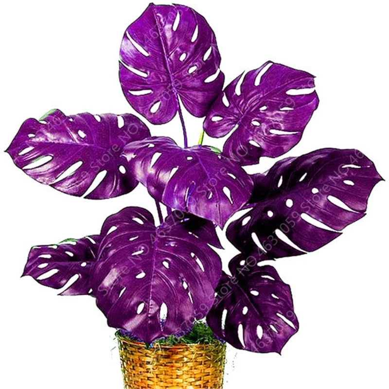 100 Pcs/ bag Rare Palm Turtle Leaves Monstera Bonsai Outdoor Potted Plant Tree Bonsai Mix Home Perennial Foliage Plants Flower 100 Pcs/ bag Rare Palm Turtle Leaves Monstera Bonsai Outdoor Potted Plant Tree Bonsai Mix Home Perennial Foliage Plants Flower
