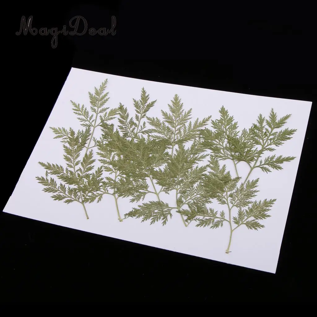 10Pcs Mixed Green Dried Pressed Flowers Leaves Plant Herbarium For Jewelry Photo Frame Phone Case Scrapbooking Card Craft Making
