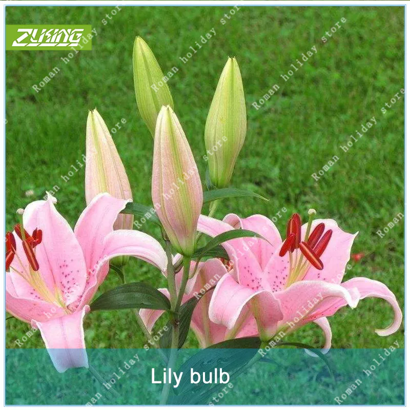 

ZLKING 1pcs Lily Bulb Water Lily interesting Bonsai Home Garden