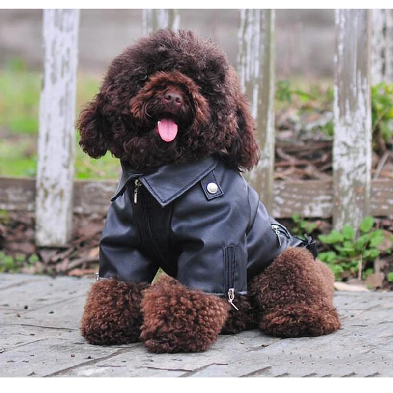 

Puppy clothing autumn and winter solid color two-legged leather jacket Chihuahua French bullfighting Teddy pet clothes