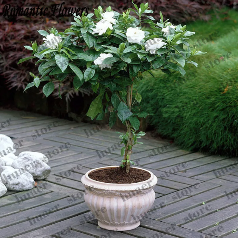 

30 Pcs Jasmine Bonsai Beautiful Jasminum Sambac Flower Bonsai,Planting Simple For Home Garden