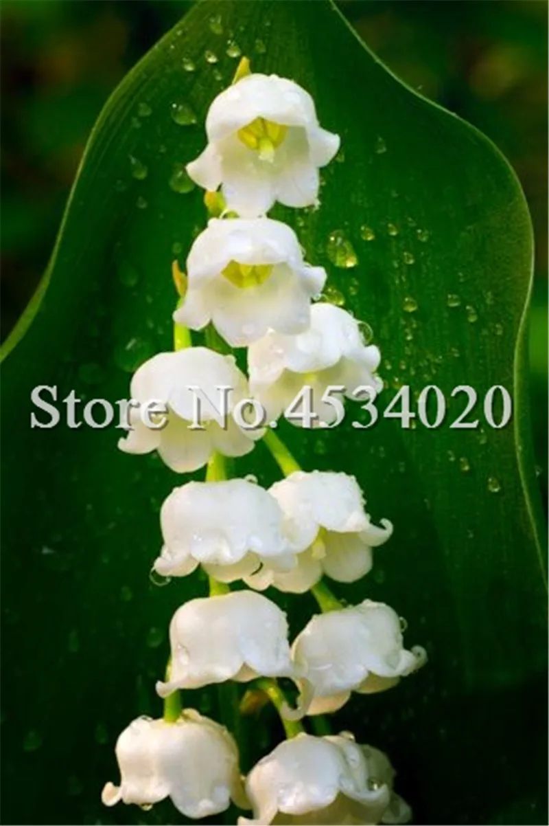 100 Pcs/Bag Lily Of The Valley Flower Bonsai, Bell Orchid Bonsai plants, Rich Aroma, White Orchids For Home Garden Decoration
