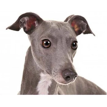 

greyhound dogs Diamond Painting,5D Diy Full Square diamond Embroidery Cross Stitch,almaznaya,home decoration JS4319