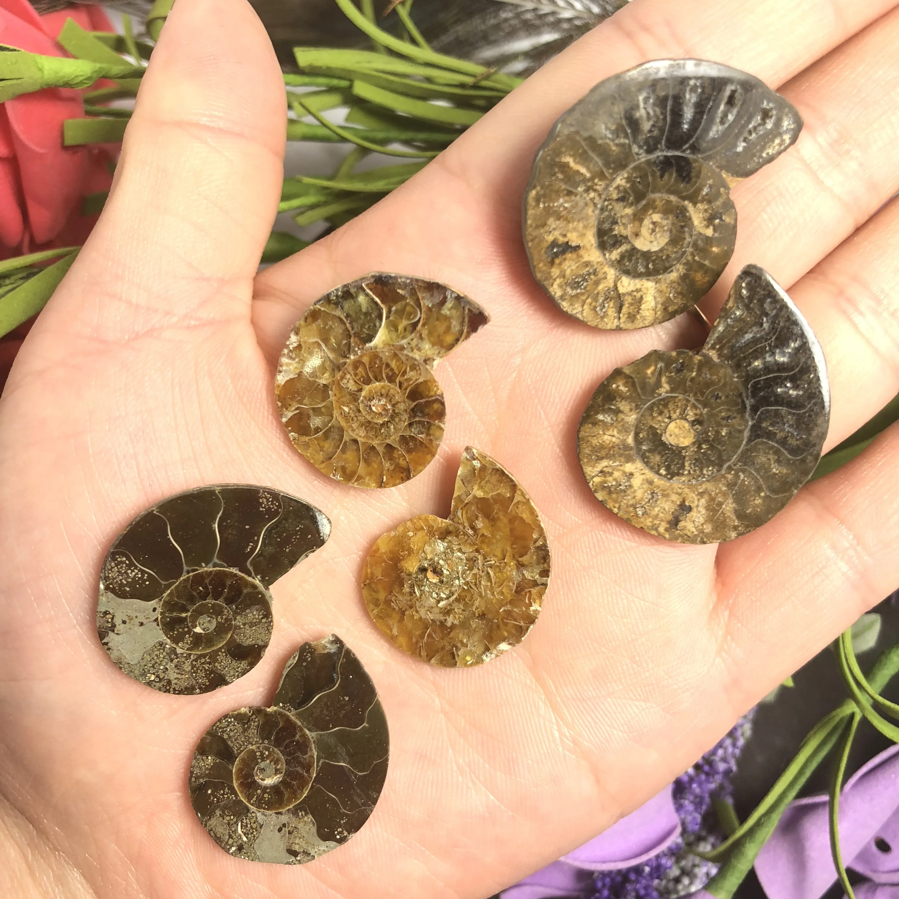 Натуральный Полированный козий гудок окаменелости аммониты Conch douvileras