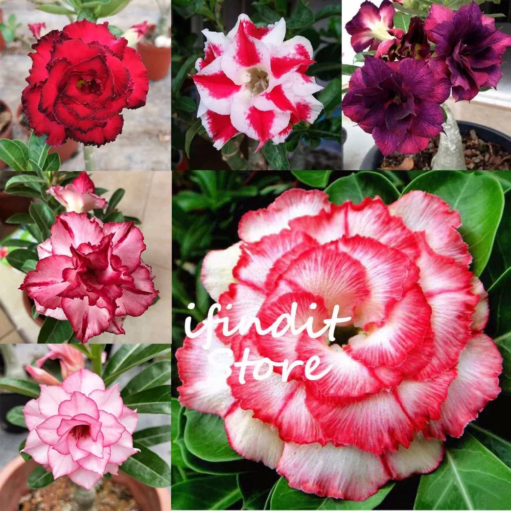 

2pcs Bonsai Multicolor Perennial Desert Rose Bonsai Garden Home Pot Balcony Flower Adenium Obesum Succulent Flower Pots Plant