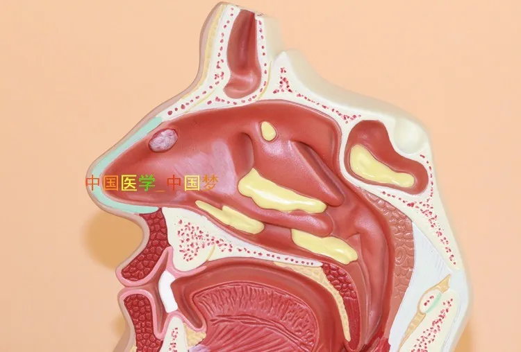 Анатомия носа и горла человека рот и нос ENT медицинская патология ринит Модель A/B Тип