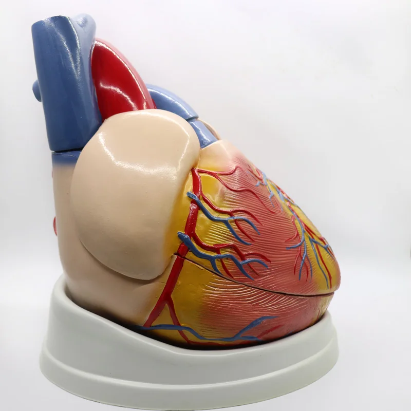 5 раз большой ПВХ сердечная Анатомия сердца модель медицинский обучающий инструмент учебный инструмент клиника фигурки