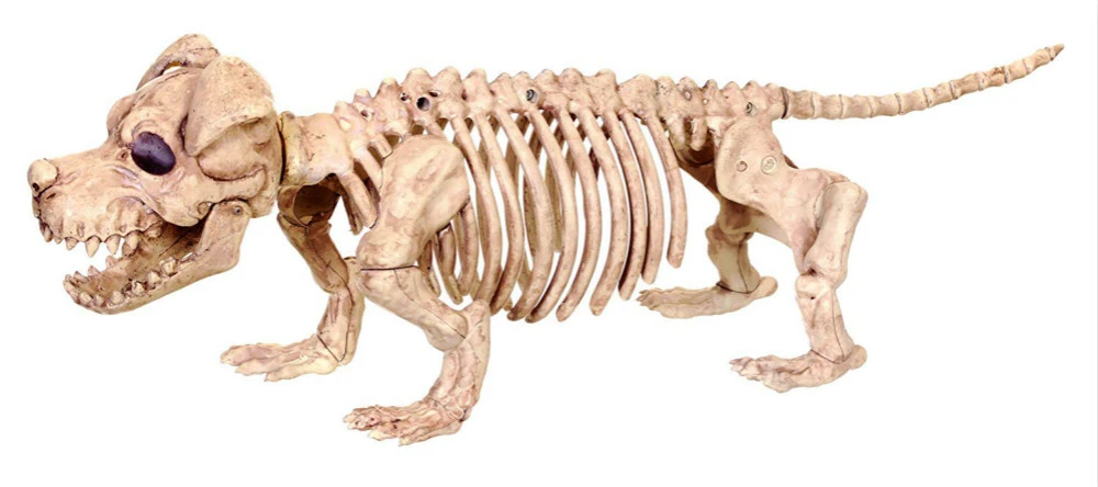 Dachshund Skeleton Halloween 2022 New Skeleton Dog Puppy Dachshund Sausagedog Bones For Horror Halloween Party Bar Home Decor Decoration Accessories Decoration Party Diy Decorations Aliexpress