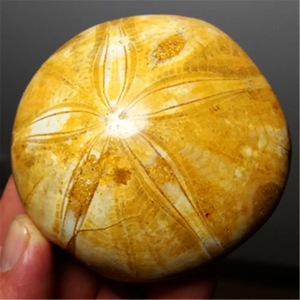 

SEA URCHIN STAR FISH FOSSIL SAND DOLLAR JURASSIC AGE 200 MILLION YEARS AGO-1pc