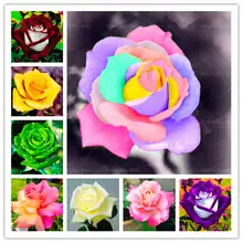 200 Pcs/Lot Rose Flower Bonsai Plants 24 Kinds of Color Europe Rose Tree Potted Planting for Home Garden Decoration