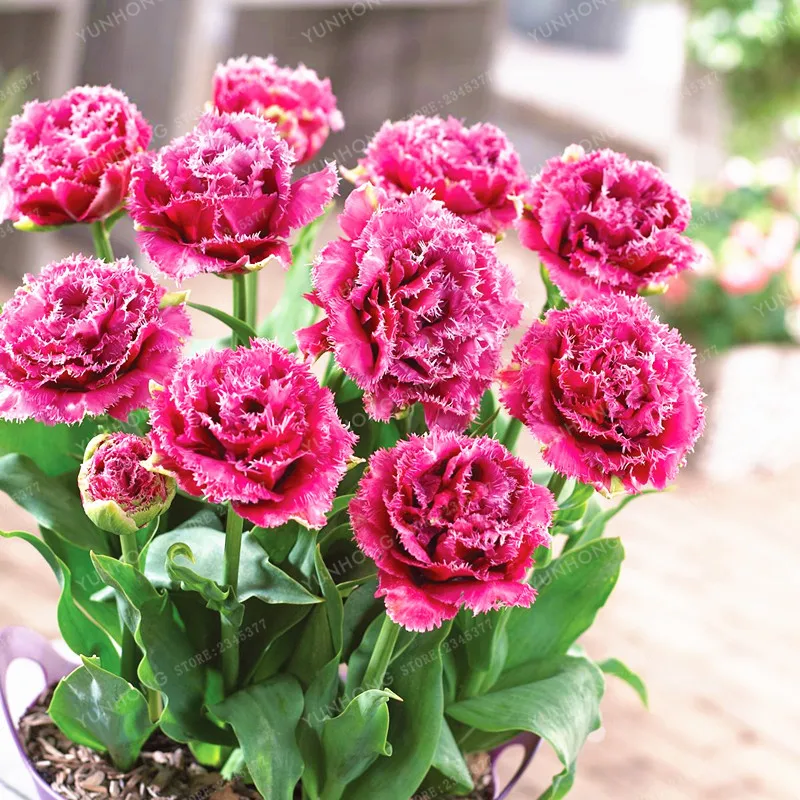 

10 PCS Rarest Double Tulip Bonsai Tulip Bonsai Most Valuable Imported Tulip Flowers Bonsai Home Garden Potted Plants Bonsai