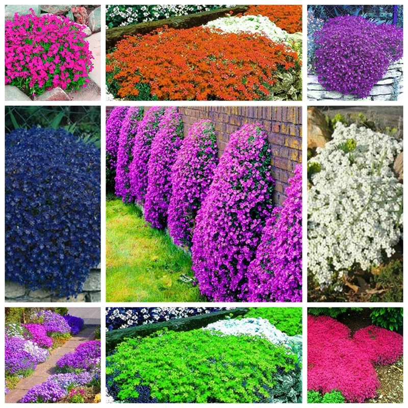 

200 Pcs Bonsai Creeping Thyme Flores Rare Color Rock Cress Plant Perennial Ground Cover Flower Natural Growth For Home Garden