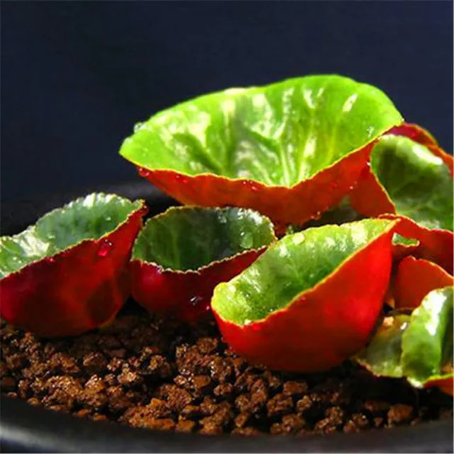 200 szt rzadkie żywe kamienie mix Lithops Bonsai kwitnący kwiat soczysty Cactus Organic Garden luzem Bonsai dla domu ogród tanie i dobre opinie Bardzo proste Wykluczone Strzelec Konserwy roślin Wieloletnich Courtyard Subtropikalnych Soczyste rośliny Rośliny ogrodowe 200 szt rzadkie żywe kamienie mix Lithops Bonsai kwitnący kwiat soczysty Cactus Organic Garden luzem Bonsai dla domu ogród tanie i dobre opinie Bardzo proste Wykluczone Strzelec Konserwy roślin Wieloletnich Courtyard Subtropikalnych Soczyste rośliny Rośliny ogrodowe