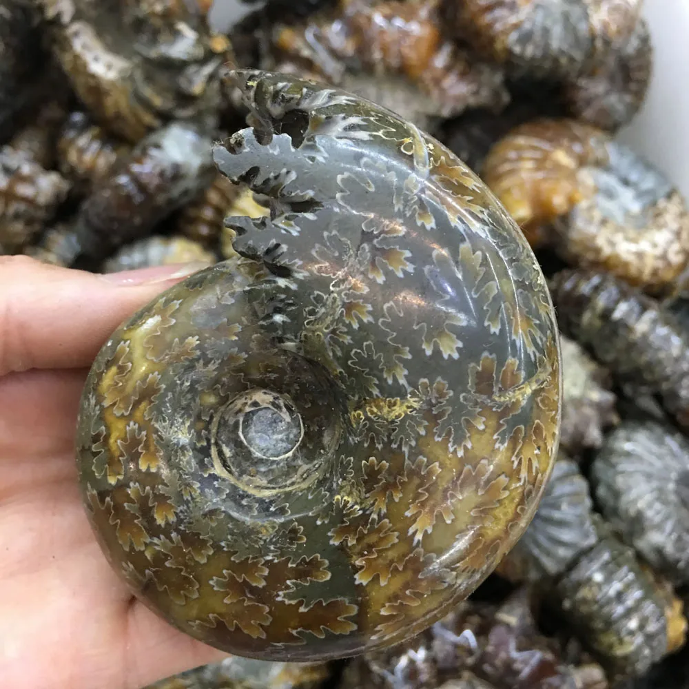 

1kg Natural small screw shaped stone Chrysanthemum snail fossil for sale