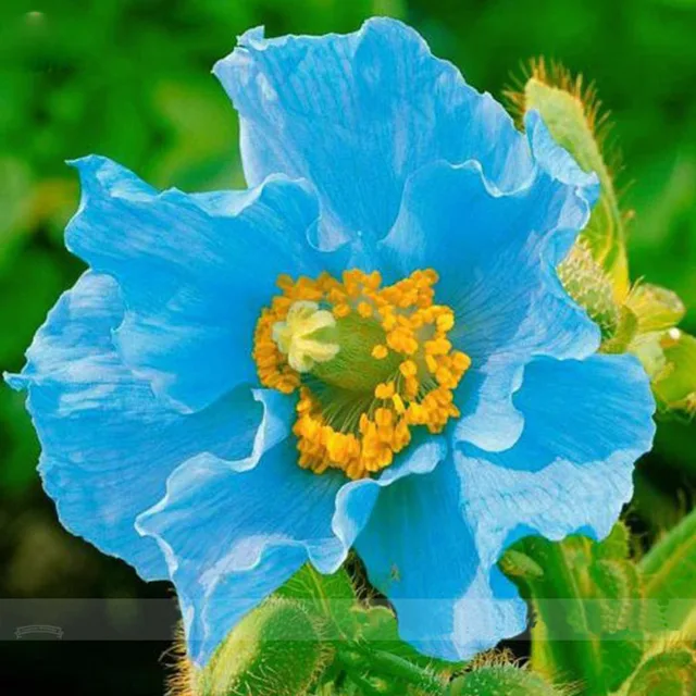 Aliexpress Rare Persian Blue Poppy Flower Seeds Diy Home Rare Persian Blue Poppy Flower Seeds Diy Home Garden Bonsai Plants Easy To Grow Pots