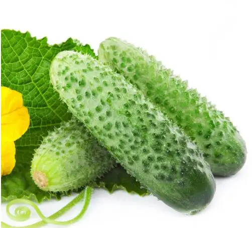 

Terrace Vegetable Tangshan Autumn Melon Cucumber bonsai Garden Planting Can Be Refreshing Fruit 30pcs