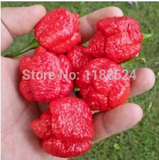 

200 pcs - Red 7-pot Pepper chilli capsicum Vegetable plants