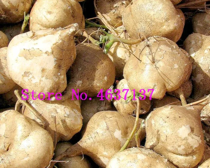 

10 Pcs/bag Jicama / Yam Bean Bonsai Garden Sweet Potato Fruits Vegetables Bonsai Pots Free Shipping Fast Growing Courtyard Plant