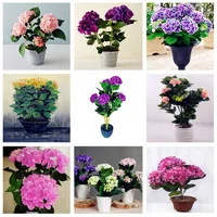 Bonsai-Seeds-20-pcs-Hydrangea-Seed-Colorful-Hydrangea-China-Hydrangea-Flower-Seeds-Potted-Plant-Seeds-for.jpg_200x200
