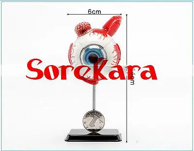 

Human Anatomical 35 Parts Eyeball Dissection Medical Organ Teach Model School Hospital Hi-Q