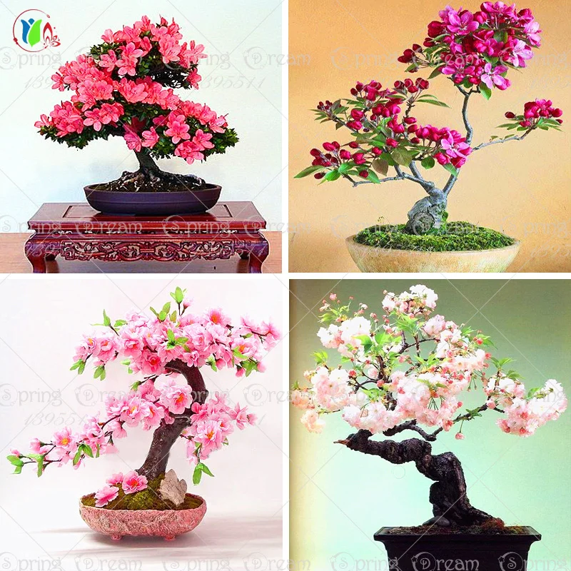 10pcs/lot  japanese sakura seeds ,bonsai flower Cherry Blossoms free shipping ornamental-plant