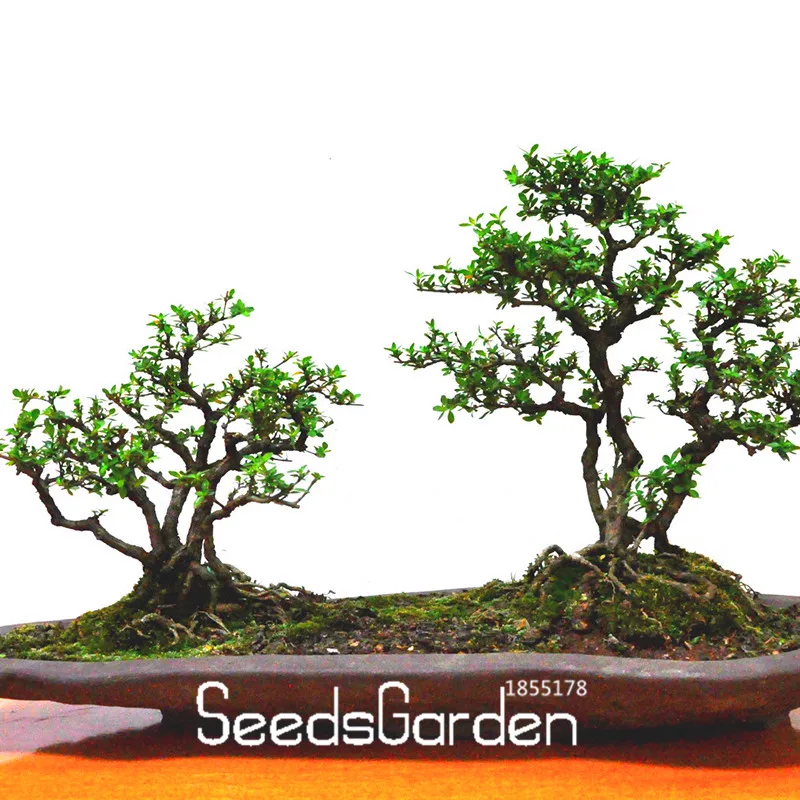 

Big Sale!30 PCS/Pack Chinese Bonsai Elm plant ,Woody Perennial Garden flores Ulmus Pumila Tree plantas,#YD7JYI