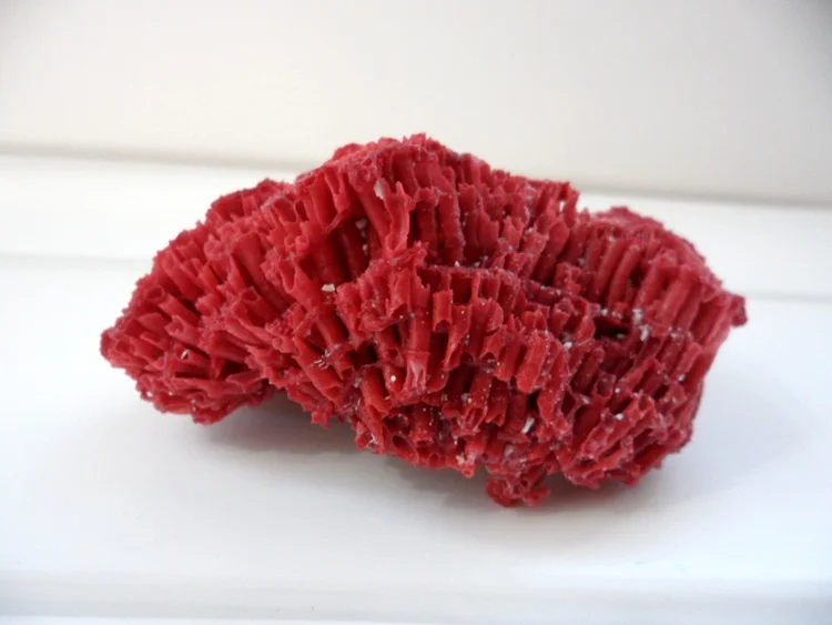 натуральный коралл. красная и коралловый камни. 224 красный коралл. красный коралл натуральный. натуральные красные кораллы.