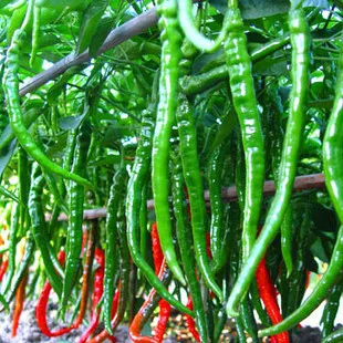 

Balcony Plants Virgo Vegetable Improved Line Garden Vegetables bonsai Pepper 100pcs