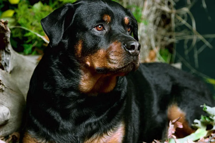 

5D Diy Diamond Painting rottweiler obaby room dalmatian Cross Stitch Diamond Embroidery Full Diamond Painting for Children's