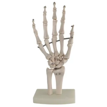 

1:1 Life Size Human Hand Joint Model Hand Skeleton Bone Model Wrist Vola Palm Skeleton Model Medical Science Teaching Supplies