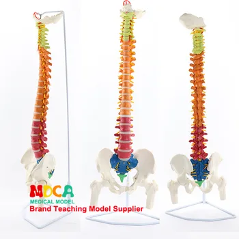 

85CM Hanging type Colour spine femur Human spine model Medical teaching equipment Skeleton Model Anatomical model