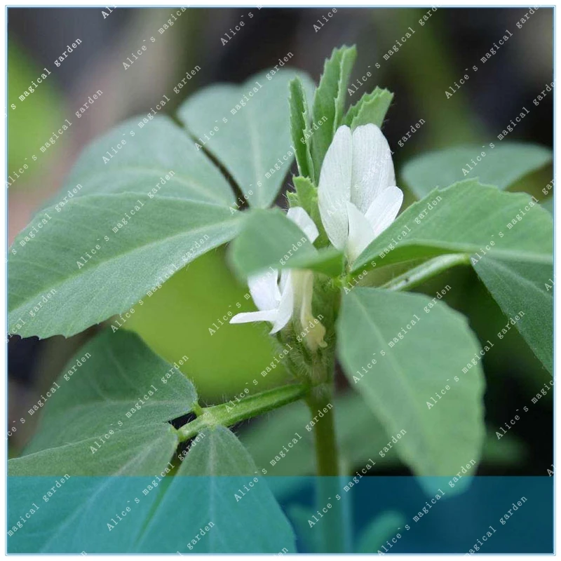 

ZLKING Authentic Fenugreek Herb for Home garden plant 200piece / Bag
