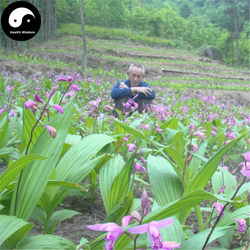 

Buy Herb Bletilla Striata Semente 400pcs Plant Orchid Bletilla For Bai Ji