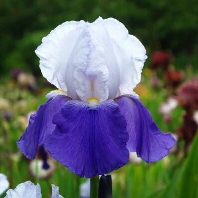 

Iris , flower , variety complete, the budding rate 95%, (Mixed colors) DIY home garden10pcs/lot