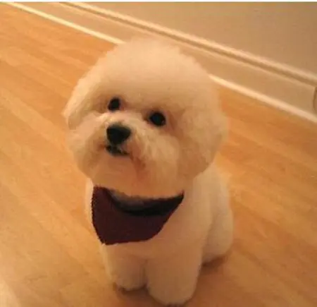 real dog