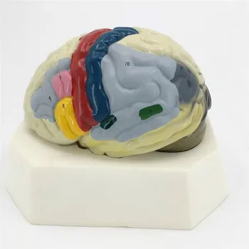 

1:1 Colored Human Cerebral Cortical Function Model Human Brain Anatomical Model Brain Anatomy Model Medical School Teaching Aids