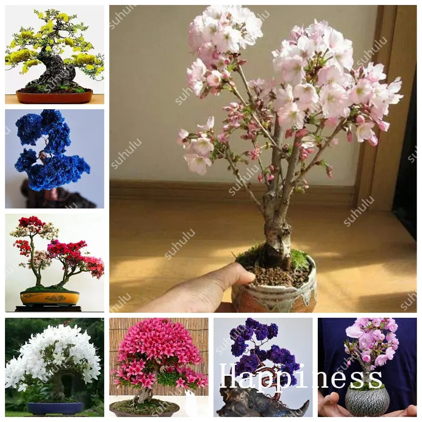 

10 Pcs Japanese Sakura Bonsai Flower Dwarf Pink Cherry Tree Outdoor, Plant Cherry Blossoms Office Desktop Flowers Tree Free Ship